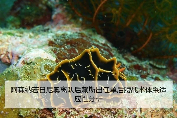 阿森纳若日尼奥离队后赖斯出任单后腰战术体系适应性分析